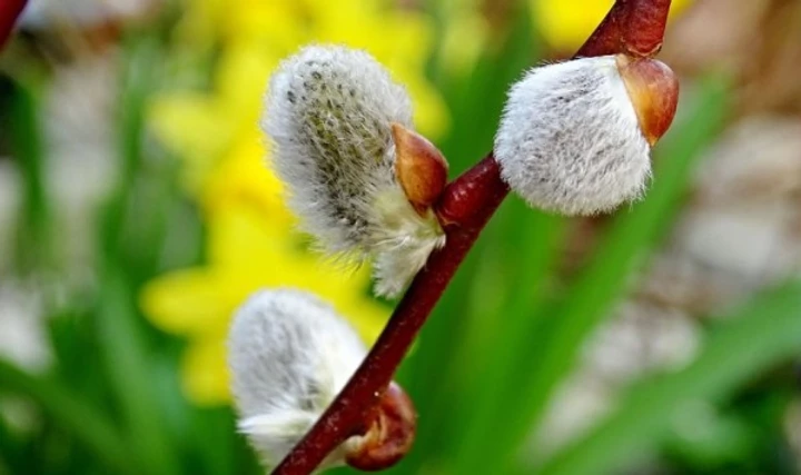 le saule blanc pour éliminer le mal de dos