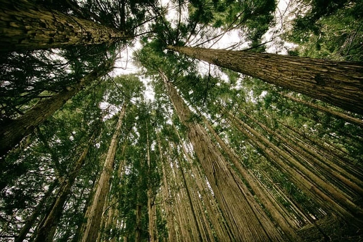 forest, perspective, tall