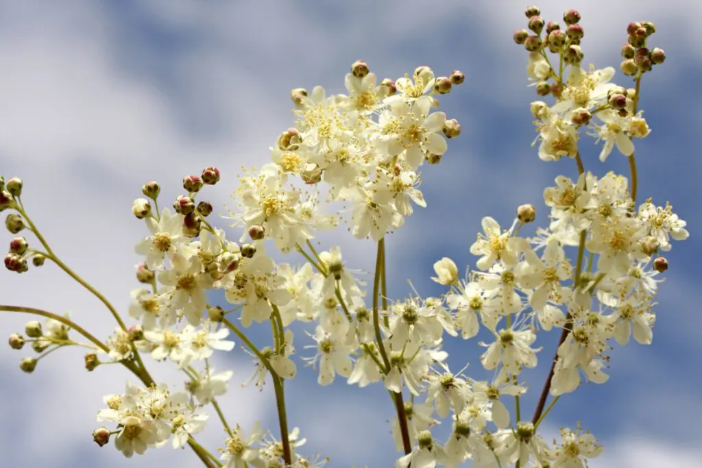 La reine-des-prés, l'une des plantes anti-migraine les plus efficaces