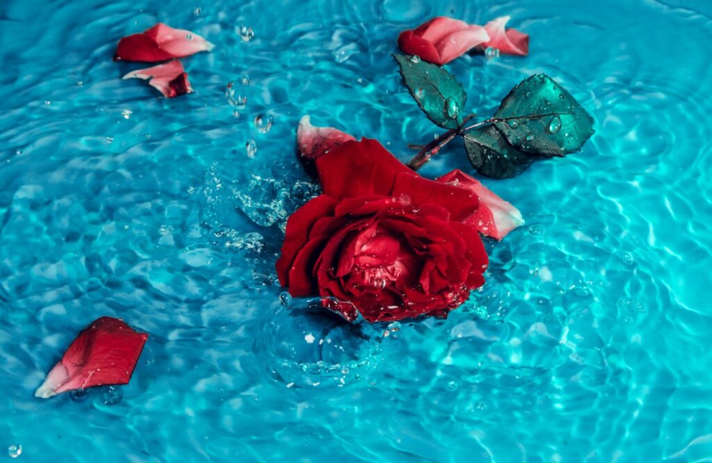 Roses d'amour sur une eau bleue

Photo de Og Mpango provenant de Pexels