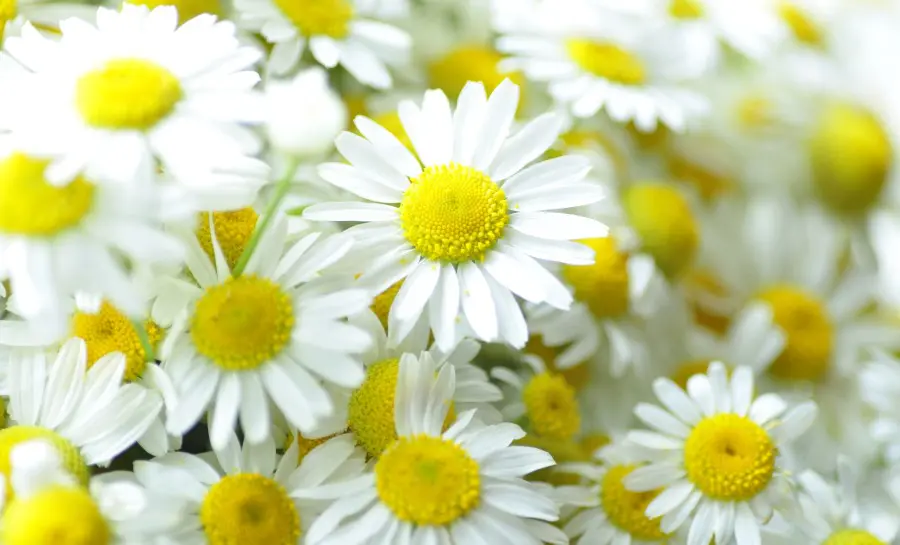 Camomille, plante contre l'anxiété