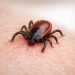 maladie de lyme