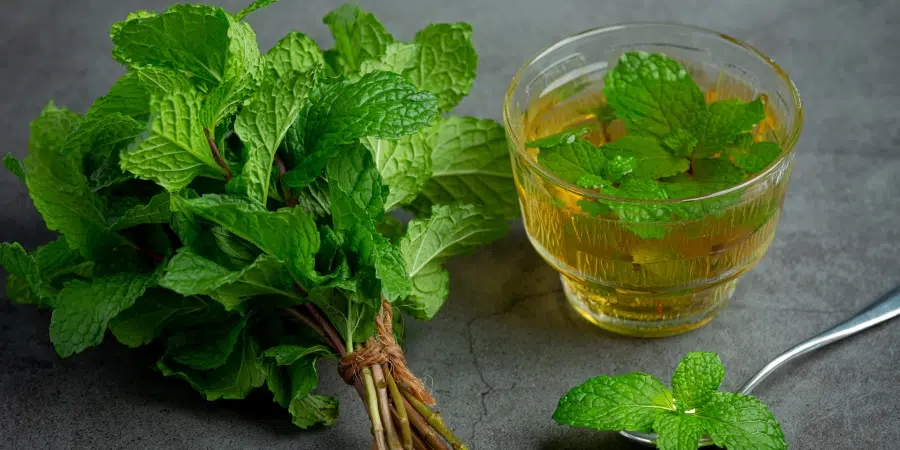 meilleures infusions naturelles : miser sur la menthe