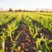Agriculture durable : Stratégies pour une production alimentaire responsable 13 Agriculture durable : Stratégies pour une production responsable