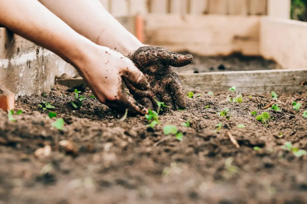 agriculture durable reposant sur l'usage de fertilisants bénéfiques