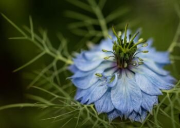 Nigella flower with green twigs