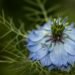 Nigella flower with green twigs