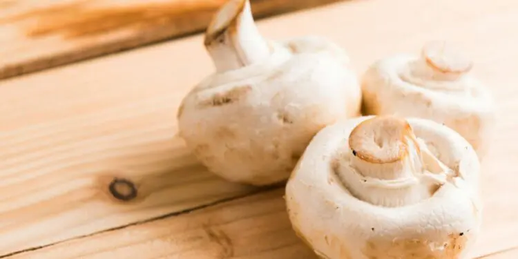 Three White Mushrooms on Beige Wooden Table

Les champignons et leurs vertus thérapeutiques