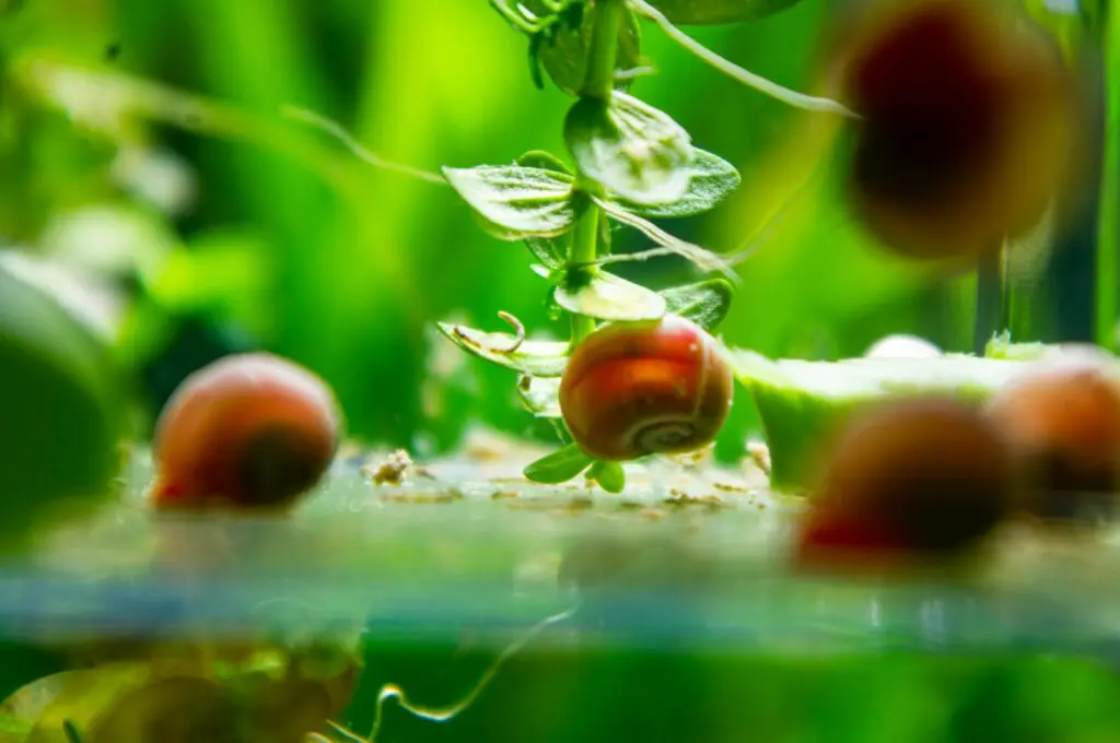 a close up of a plant with fruit on it