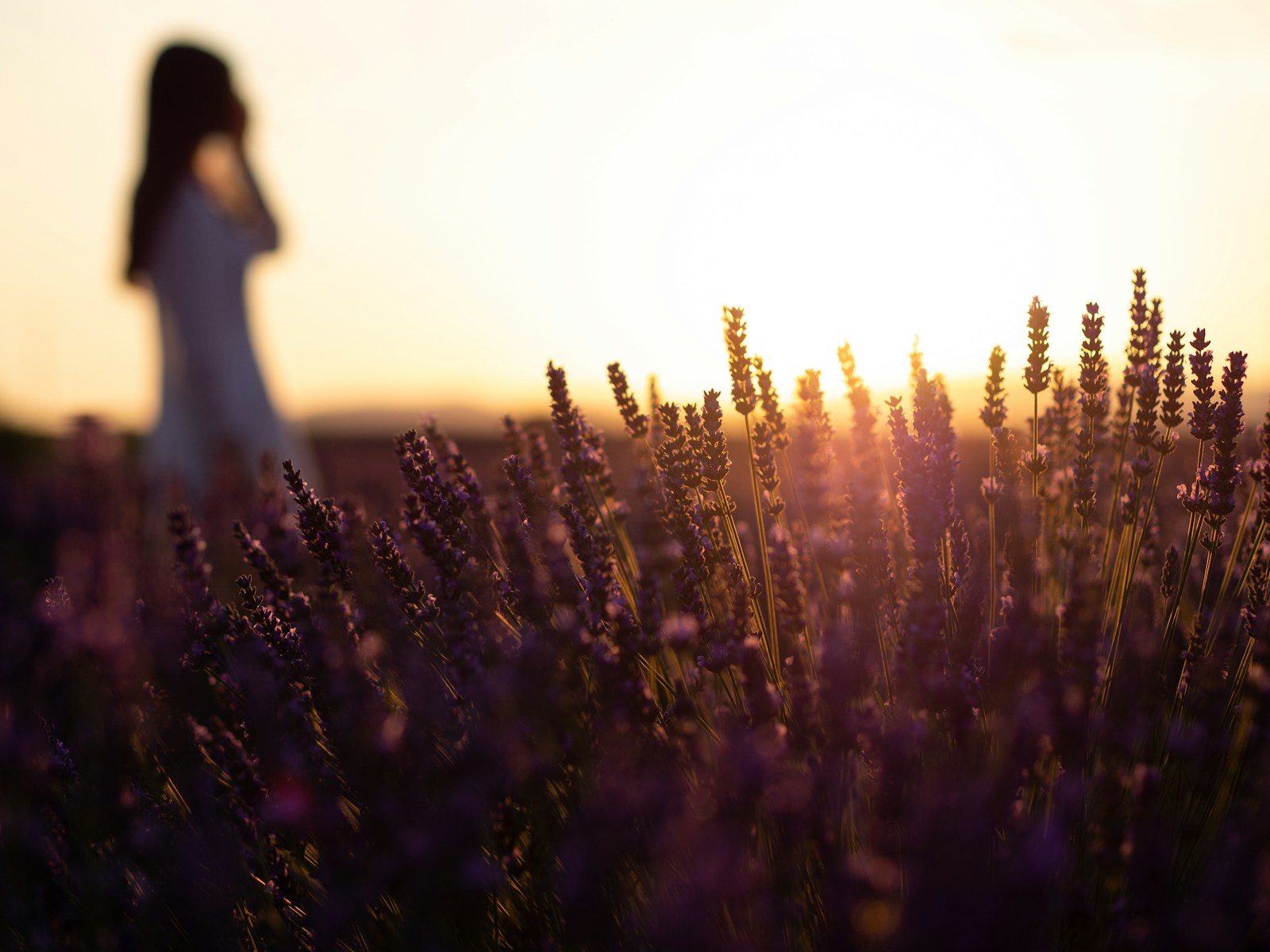 purple flowers