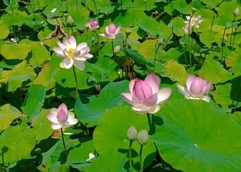 lotus et méditation