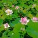 lotus et méditation