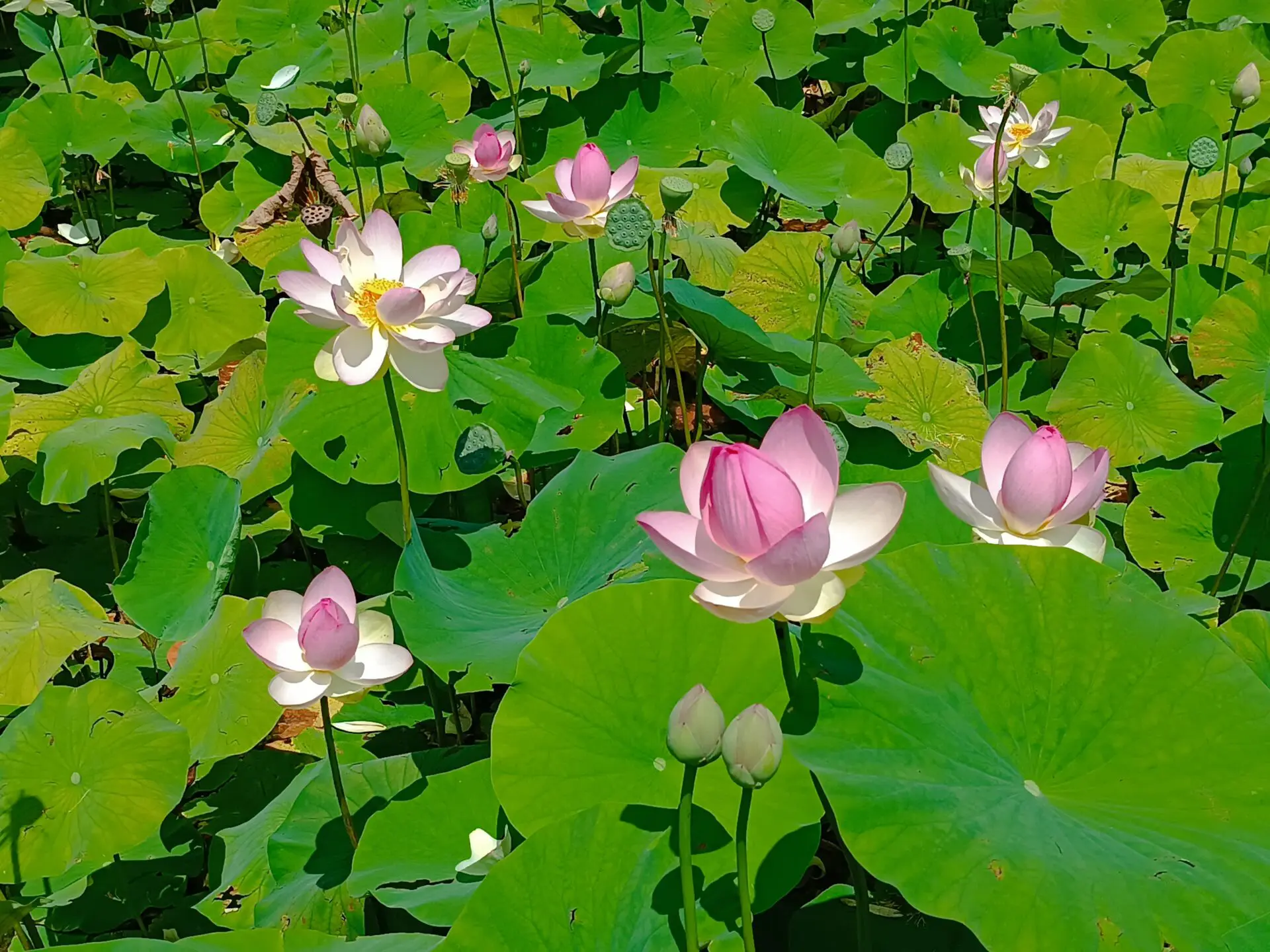 lotus et méditation