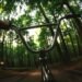 Riding a bmx bike through a sunlit forest.
