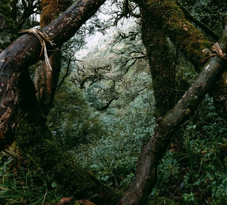 a forest with moss and trees