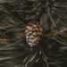 a pine cone hanging from a pine tree