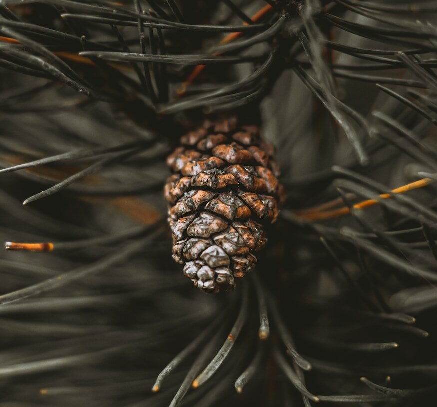 a pine cone hanging from a pine tree
