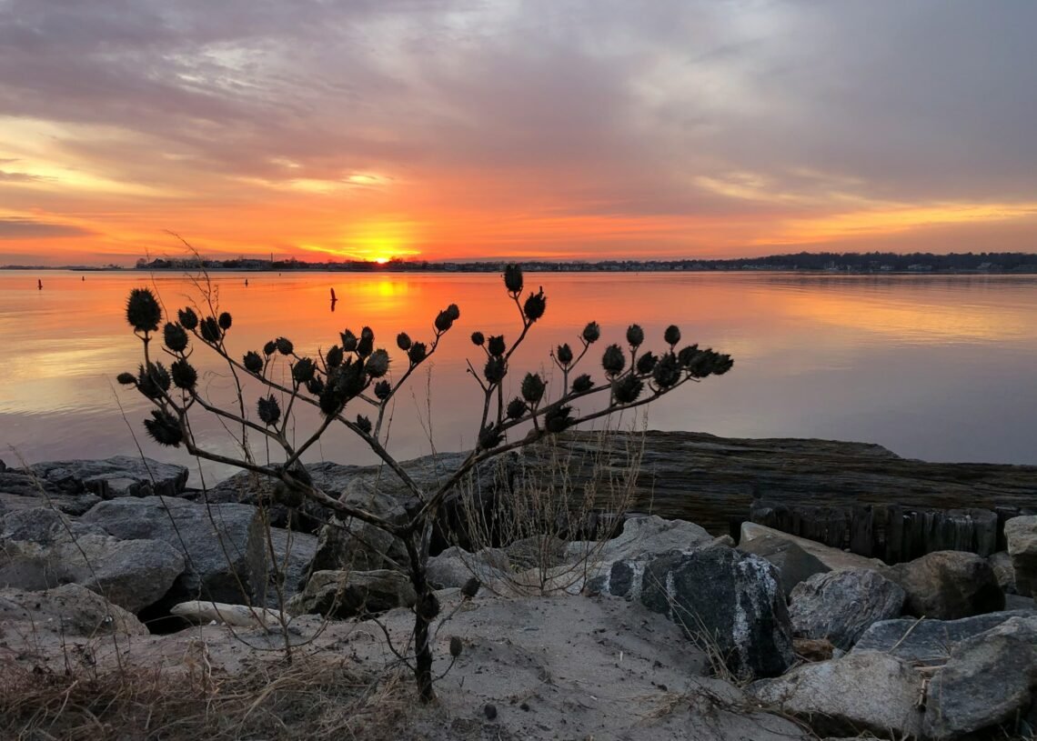 Célébration du solstice : honorer le retour de la lumière et le renouveau 1 a tree with flowers on it by a body of water