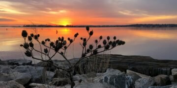 Célébration du solstice : honorer le retour de la lumière et le renouveau 6 a tree with flowers on it by a body of water