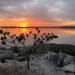 a tree with flowers on it by a body of water
