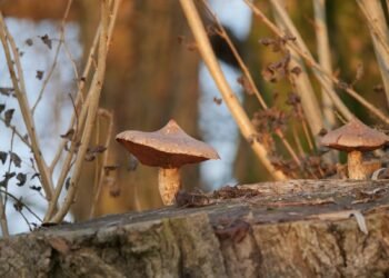 Cueillette hivernale : Plantes et champignons de saison dans la nature 2 a couple of mushrooms sitting on top of a tree stump