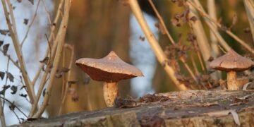 Cueillette hivernale : Plantes et champignons de saison dans la nature 4 a couple of mushrooms sitting on top of a tree stump