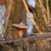 a couple of mushrooms sitting on top of a tree stump