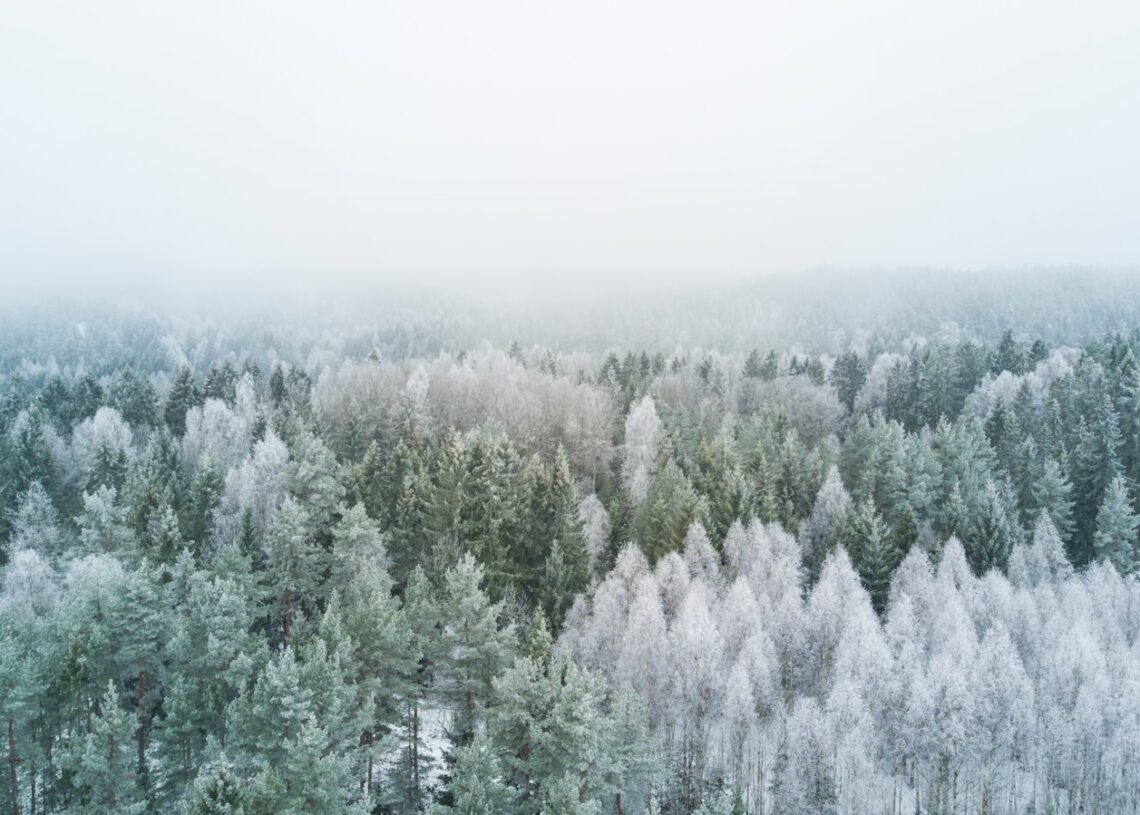 Jardinage d’hiver en conscience 1 bird's eye view photography of pine trees during winter