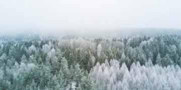 Jardinage d’hiver en conscience 5 bird's eye view photography of pine trees during winter