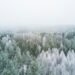 bird's eye view photography of pine trees during winter