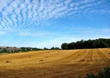 green grass field under blue sky and white clouds during daytime